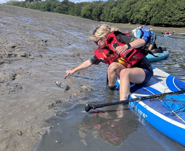 Yealm Estuary seagrass meadow trial from 'castaway' plants